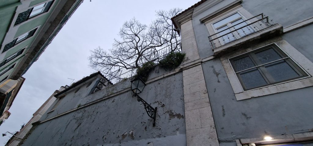 Lisbon tree